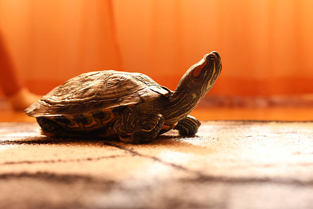 Crawling tortoise on a white background