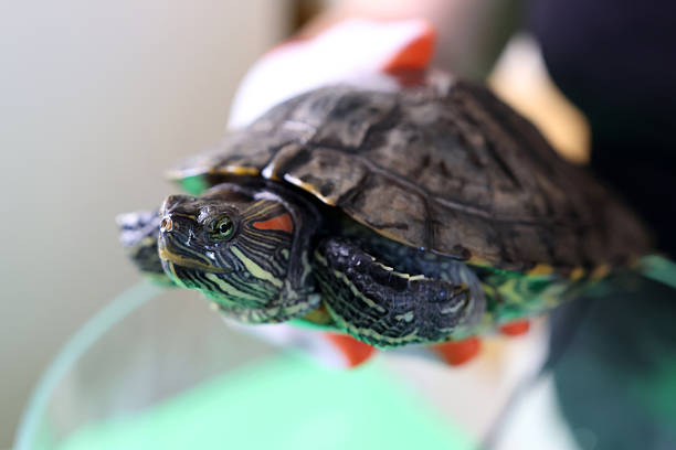 istock People care for and play with a pet red-eared turtle. 2221992804