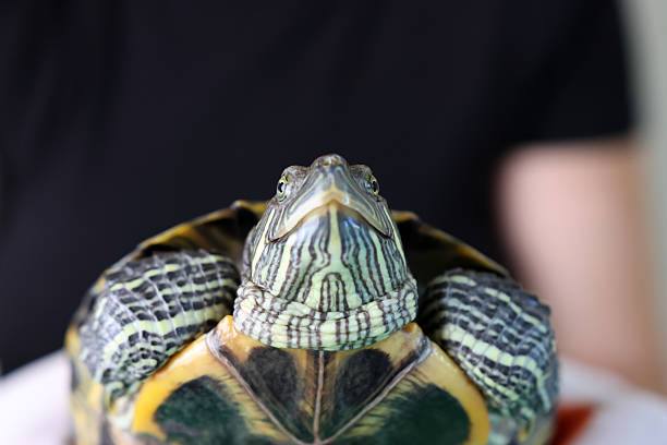 A super close up of a 30 plus year old pet red eared slider turtle.