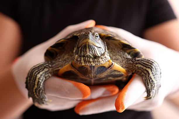 istock People care for and play with a pet red-eared turtle. 2221992820