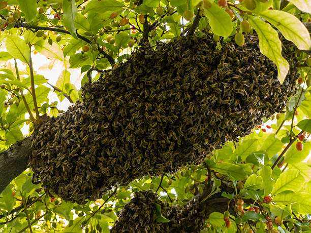 istock A swarm of bees hanging from a tree branch 2221993833