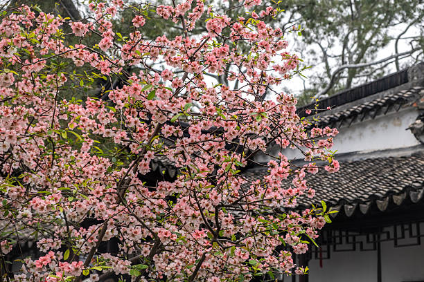 istock Springtime in China. Crabapple tree blossoms and traditional garden pavilion, 2221994244