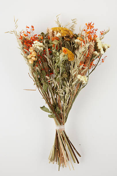 istock Flowers of withered branches in summer isolated nature background with clipping path 2221994549