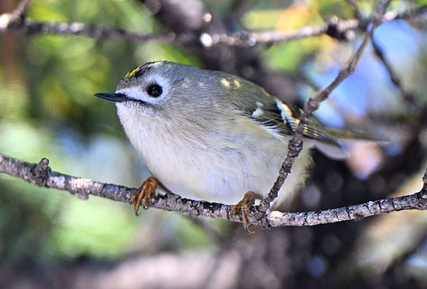 istock A Goldcrest perched on a tree branch in a winter park in Hokkaido. 2221995494