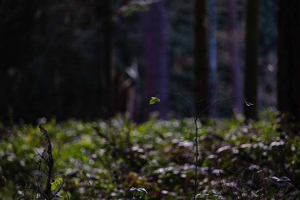 Solitary Leafy Twig Amidst Shadowy Forest Floor Landscape Rays