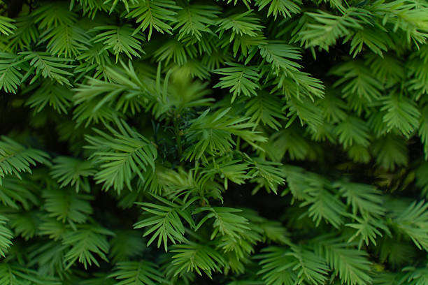 Close-up of a thick cedar hedge