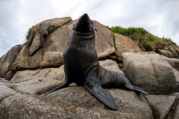 Australian fur seal