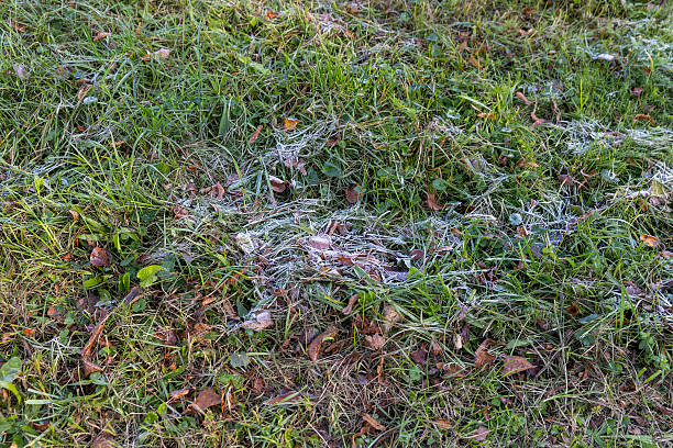 istock grass covered with cold white frost in the morning 2221999001