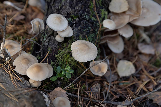 istock Dangerous poisonous mushrooms hidden in the forest 2221999015