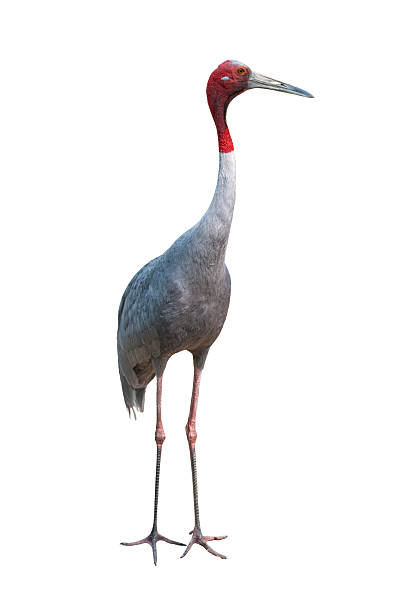 istock Full body of Sarus Crane standing isolated on white background. 2221999034