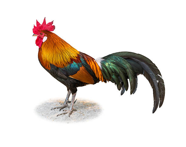 istock Colorful Bantam rooster standing on sand isolated on white background. 2221999046