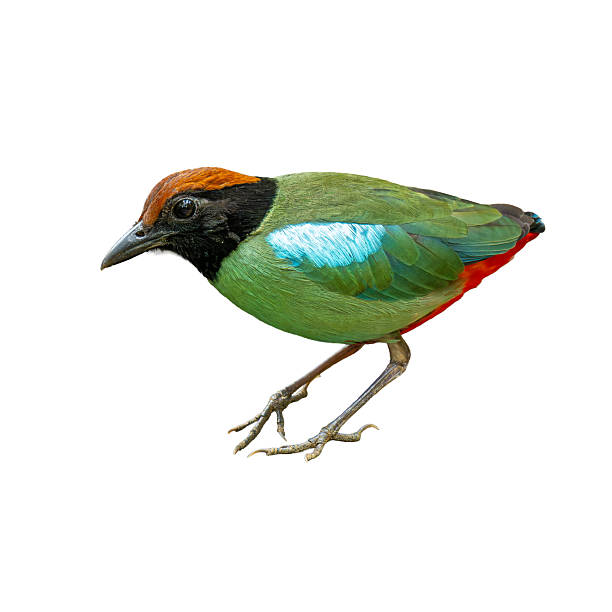 istock Colorful Hooded Pitta standing isolated on white background. 2221999062