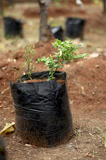 Nursery bags, also known as poly bags, are plastic bags or other materials used to grow seeds and seedlings before they are planted in the ground. Plant nursery bags come in many different sizes, suitable for each type of plant and its stage of development.