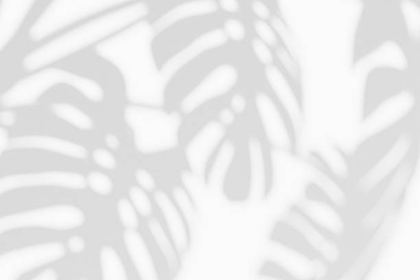 Minimalistic shadow of monstera leaves on a white wall. Soft natural light creates a tropical, elegant background perfect for design, wellness, nature, or summer-themed projects.