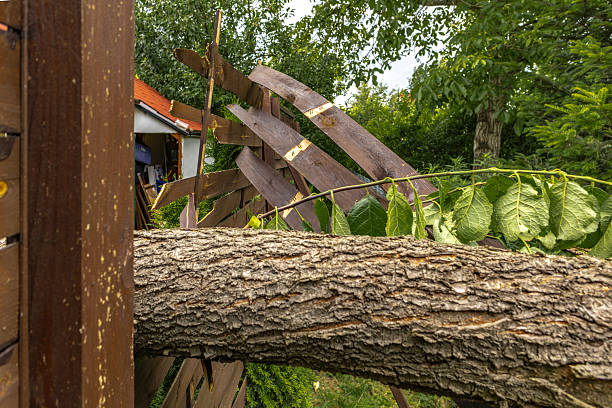 istock Broken fruit tree during a storm in the garden, lightning struck, ignited and broke a tree under the house, shattered fence, 2222003922