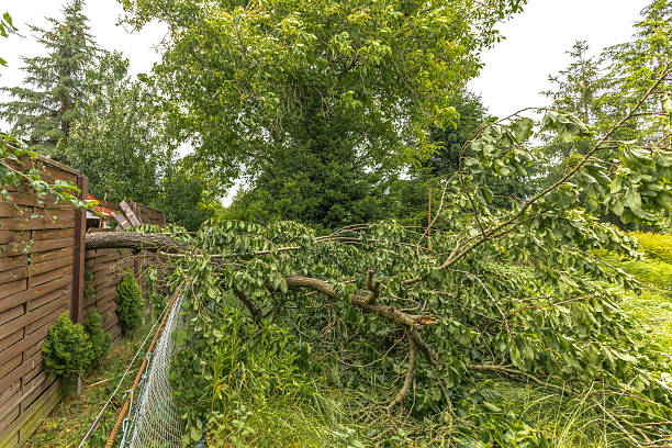 istock Broken fruit tree during a storm in the garden, lightning struck, ignited and broke a tree under the house, shattered fence, 2222004053