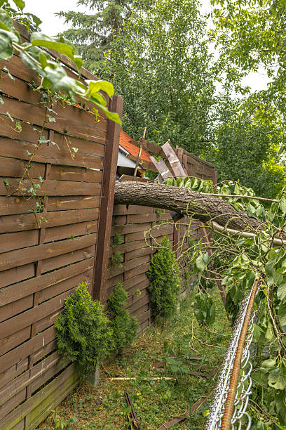 istock Broken fruit tree during a storm in the garden, lightning struck, ignited and broke a tree under the house, shattered fence, 2222004209