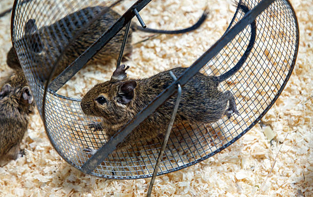 istock A small rodent is running in a wire cage 2222004567