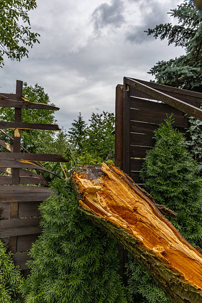 istock A tree broken by a strong wind, a burned spot on the tree where lightning struck during a storm, a close-up 2222004715