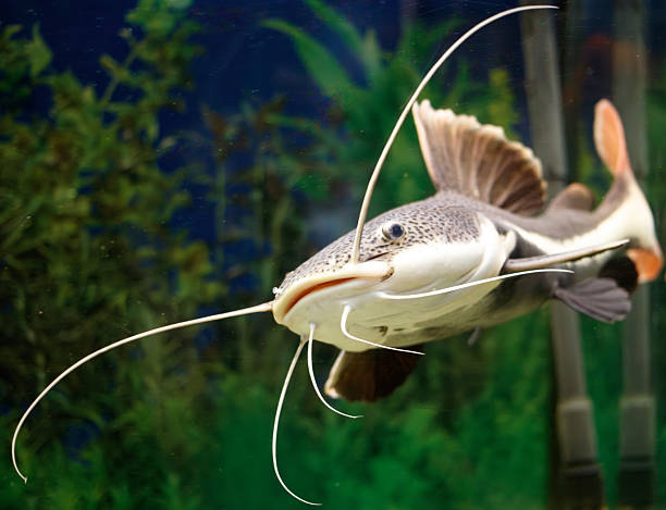 istock A fish with a long, thin snout swims in a tank 2222004772
