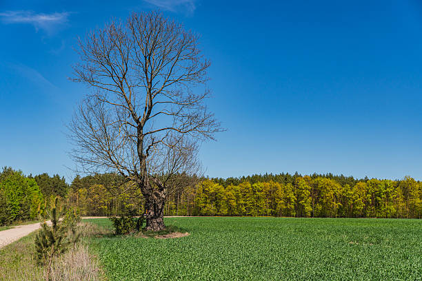istock landscape with a single withered tree with no leaves 2222004959