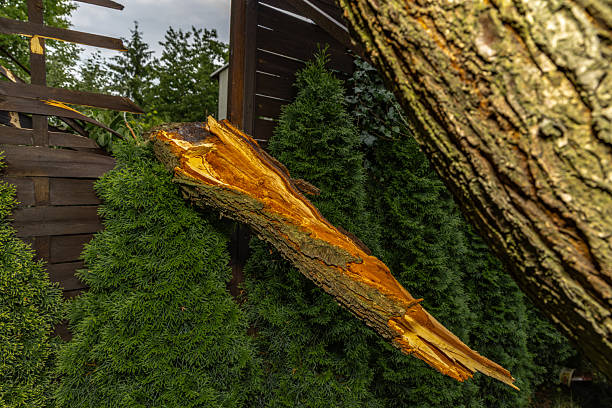 istock A tree broken by a strong wind, a burned spot on the tree where lightning struck during a storm, a close-up 2222005044
