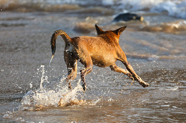 istock A dog is running in the water, splashing water everywhere 2222005686