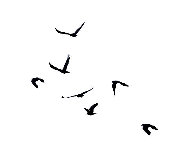 istock Flock of birds in flight isolated on white background 2222005724