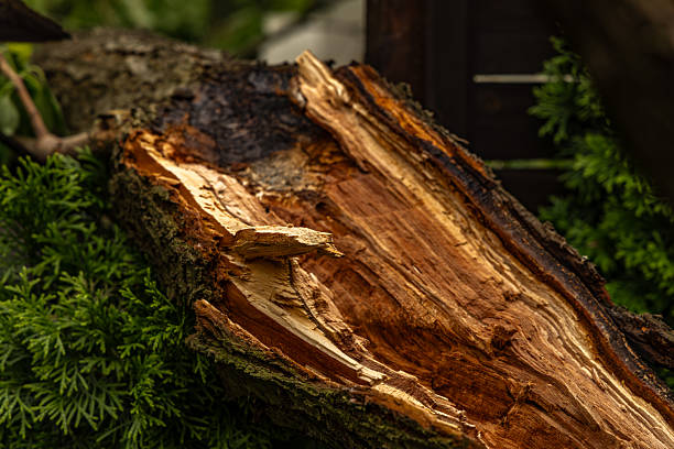 istock A tree broken by a strong wind, a burned spot on the tree where lightning struck during a storm, a close-up 2222005852
