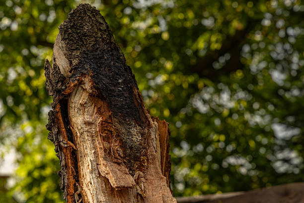 istock Charred tree after lightning strike during storm and wind storm, damage in garden and orchard 2222005933
