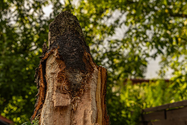istock Charred tree after lightning strike during storm and wind storm, damage in garden and orchard 2222005935
