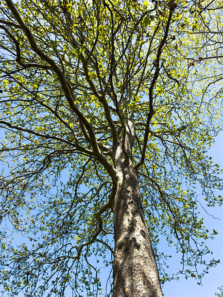 istock A large tree with green leaves is standing tall in a clear blue sky 2222005937
