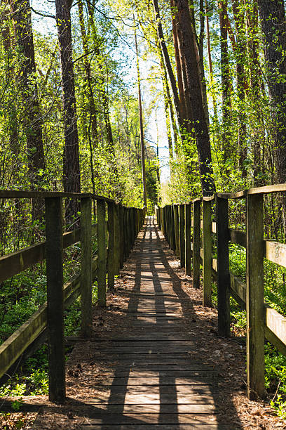 istock Wooden empty path through green forest at the beginning of spring on a sunny day 2222006253