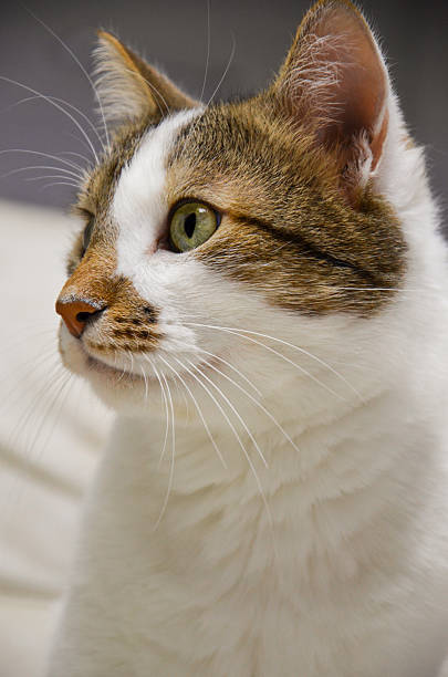 istock Portrait of a Surprised Cat 2222008372