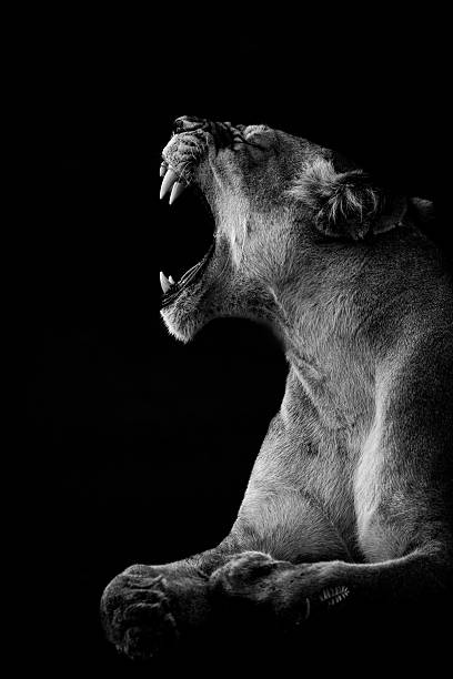 istock A lioness is captured mid-yawn in a dramatic black and white portrait, 2222008980