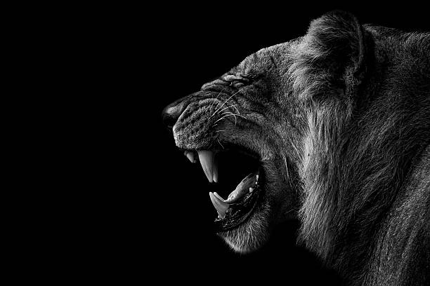 istock A lion growls in a striking black and white side profile, exuding raw power and emotion. 2222008982