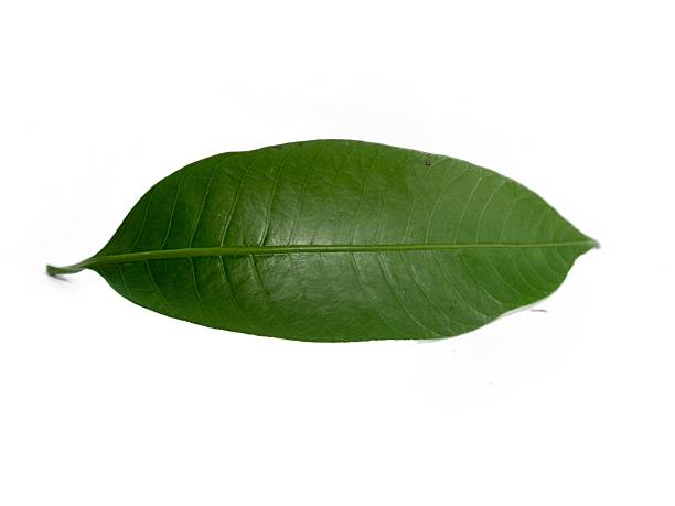 istock Leaflet Greenery Blade Compound leaf Pinnate Nature Botany Forest Tropical Understory Spores Rhizome Veins Texture Symmetry Pattern Growth Evergreen Foliage Shade Moisture Fernery 2222010318