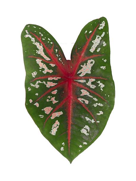 istock Leaflet Greenery Blade Compound leaf Pinnate Nature Botany Forest Tropical Understory Spores Rhizome Veins Texture Symmetry Pattern Growth Evergreen Foliage Shade Moisture Fernery 2222010334