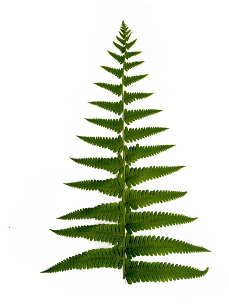 istock Leaflet Greenery Blade Compound leaf Pinnate Nature Botany Forest Tropical Understory Spores Rhizome Veins Texture Symmetry Pattern Growth Evergreen Foliage Shade Moisture Fernery 2222010338