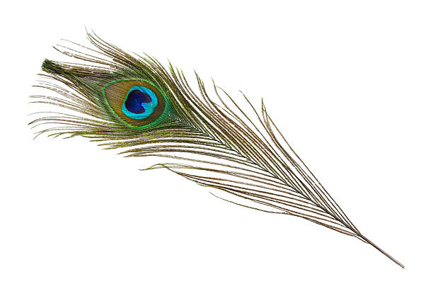 istock One beautiful peacock feather isolated on white 2222014936