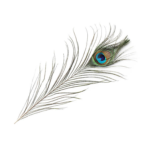 istock One beautiful peacock feather isolated on white 2222014955