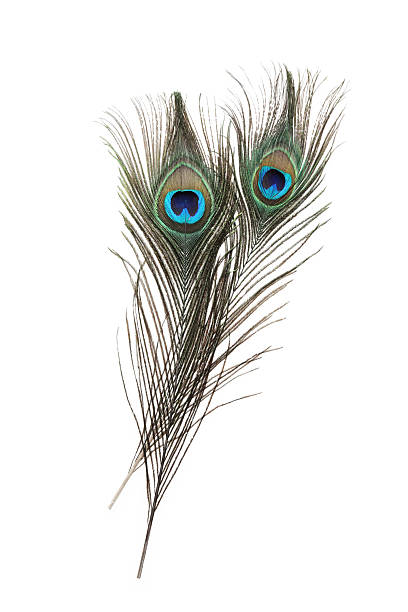 istock Two beautiful peacock feathers isolated on white 2222014957