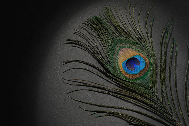 istock One beautiful peacock feather on black background, top view. Space for text 2222014968