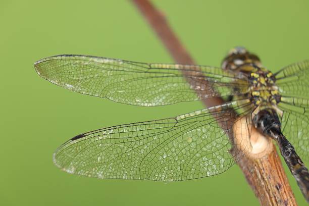 istock Beautiful dragonfly on green background, macro view 2222015247