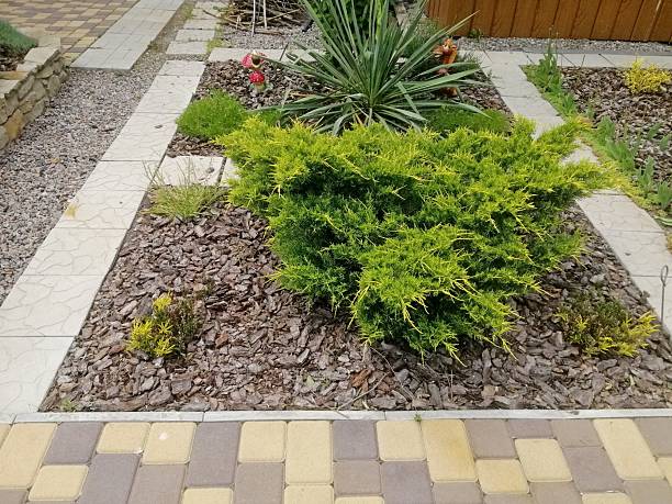 istock Lush juniper bush thrives in garden bed, adding evergreen texture to landscape. Perfect conifer for beautiful outdoor decoration. 2222015690
