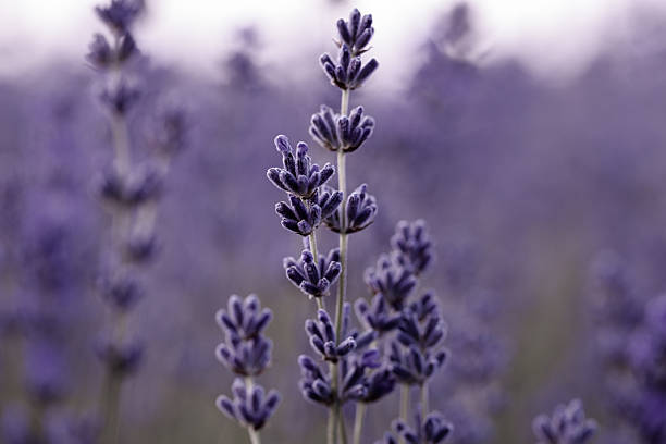 istock Macro purple background with blooming lavender field. 2222016840
