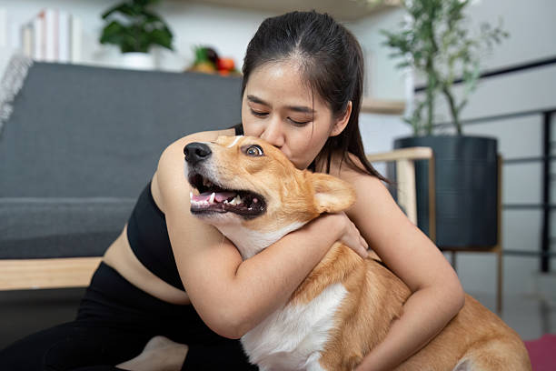 istock Affectionate Moment. Woman hugging her corgi dog in a cozy indoor setting. 2222017861