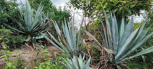 istock Agave Cluster in Untamed Terrain 2222019439
