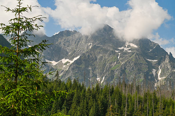 Pine trees frame dramatic mountain peaks under endless blue sky. Wild landscape perfect for nature-themed projects