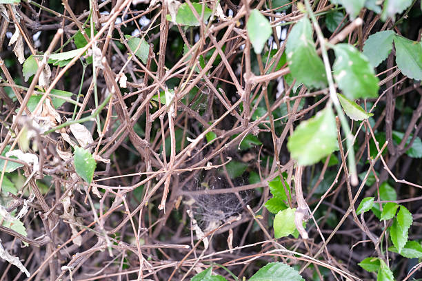 Textured Backgrounds bushes full of twigs and thorns. Thick bushes form a barrier on the edge of the highway. Detailed texture of twigs and leaves of hedge plants. Abstract backgrounds with Copy space